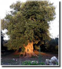 Ulivo Secolare